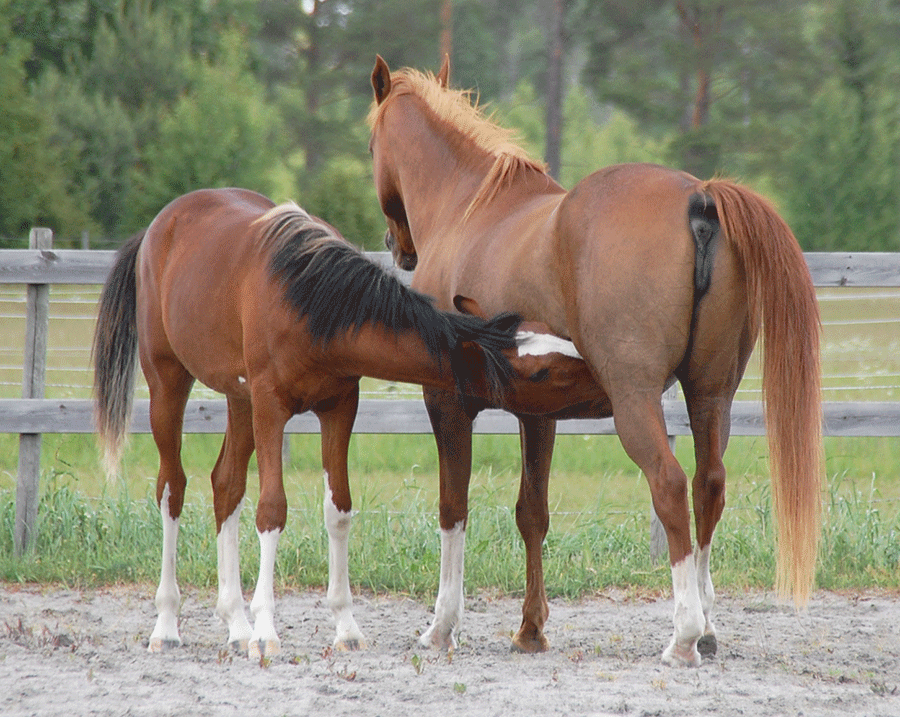 Flames of Dasadi and Chili Flame