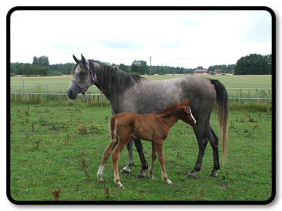 GKV Pounds of Fun and filly foal 2013