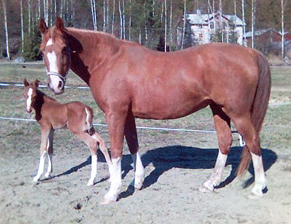 Katanja and foal