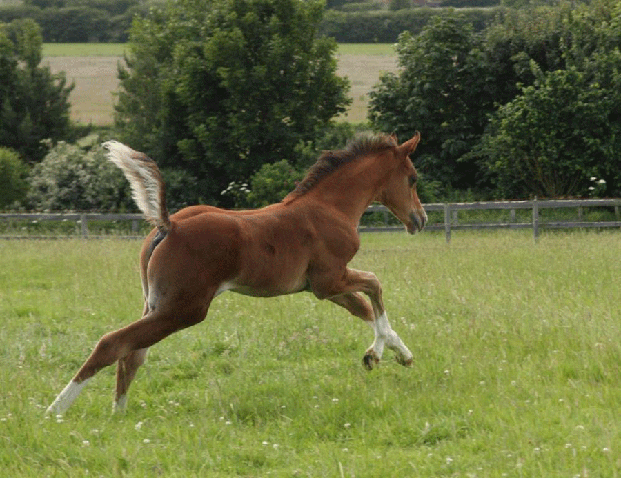 Dandini stretching out 5 weeks old