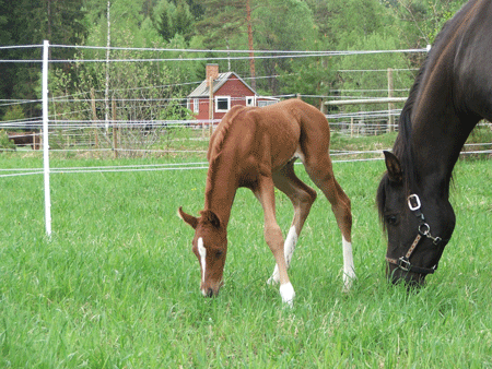 Foal out of Suleima